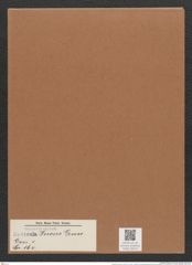 Navicula incus Grun. (de-Toni-Nr.: Genus 1, Species 164) Zeichnungen Sammlung Grunow Mappe 00143 (Herbarium_W_Grunow_drawings_Folder_00143)